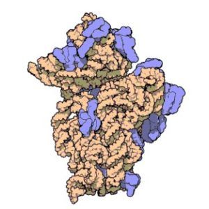 Abb._3_Ribosomale_16S_RNA_orange_-_Quelle_Wikipedia